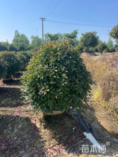 冠幅80厘米红叶石楠球