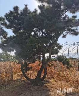 高度300厘米黑松