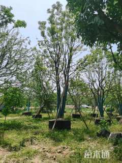 80公分丛生香樟