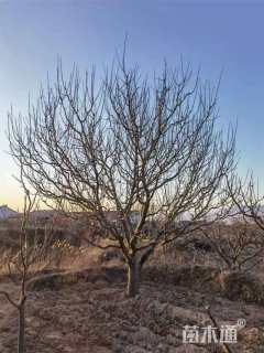 26公分八棱海棠