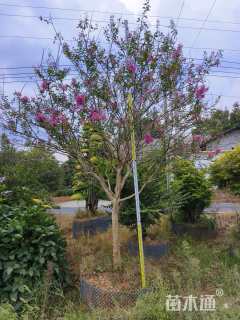 10公分紫薇