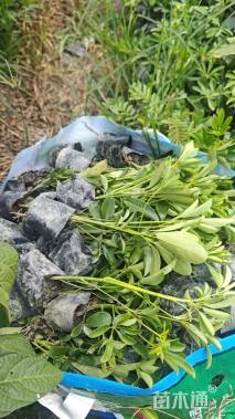 高度20厘米鸭脚木