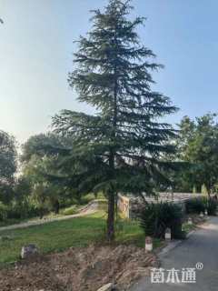 高度800厘米雪松