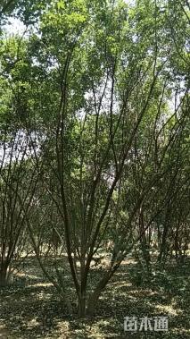 高度820厘米丛生五角枫