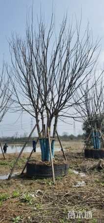 高度800厘米丛生元宝枫