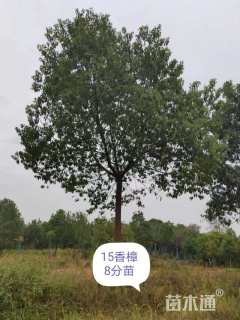 15公分香樟
