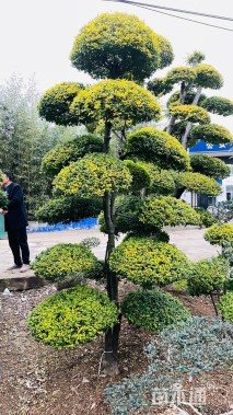 10公分造型亮晶女贞