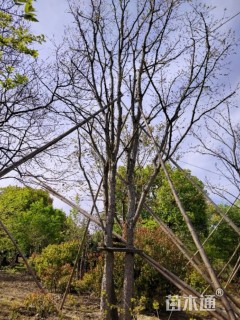 30公分丛生乌桕