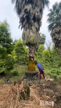 裸干高1000厘米华棕