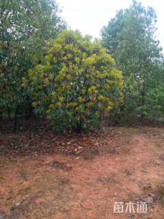 高度350厘米中华石楠