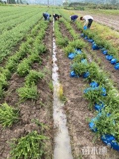 高度30厘米龟甲冬青小苗