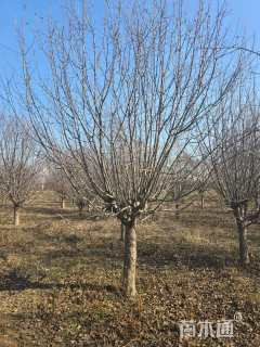 20公分北美海棠