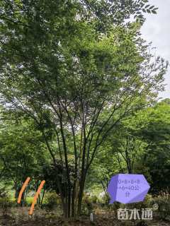 40公分丛生榉树