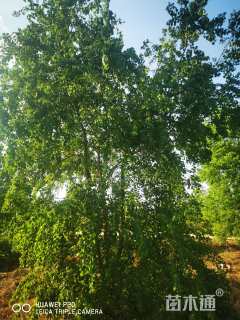 35公分(4杆)丛生乌桕