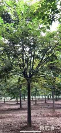 15公分榉树