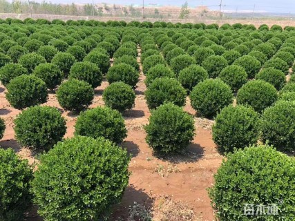 冠幅100厘米大叶黄杨球