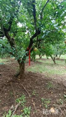 高度320厘米果石榴