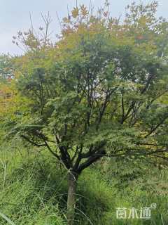 18公分中国红枫