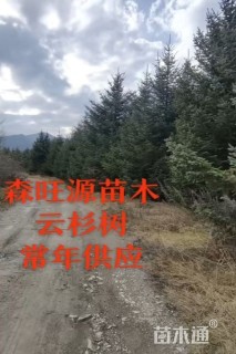 高度480厘米云杉