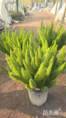 高度50厘米狐尾天门冬