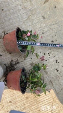 30厘米花叶络石