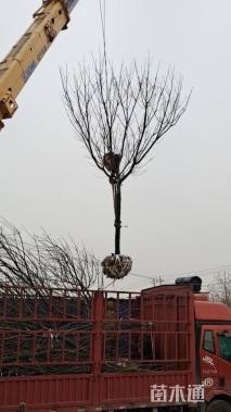 10公分高杆樱花