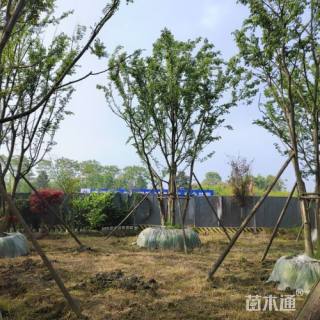 12公分(5杆)丛生朴树