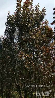 高度500厘米丛生紫叶李