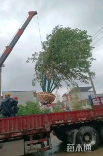 高度600厘米丛生五角枫