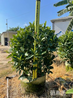 高度50厘米非洲茉莉