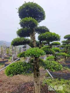 25公分造型椤木石楠