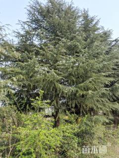 高度800厘米雪松