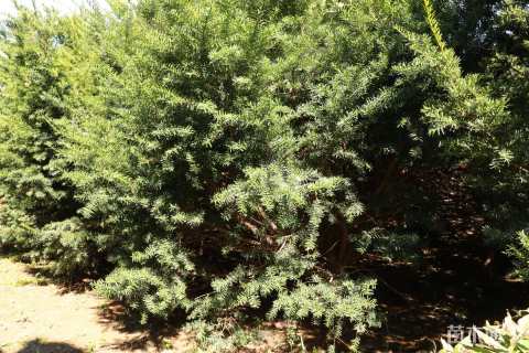 20公分东北红豆杉