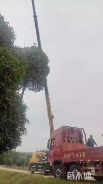 14公分高杆桂花