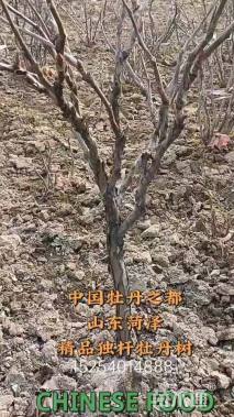 高度150厘米牡丹