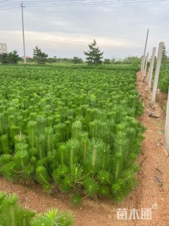 高度50厘米黑松