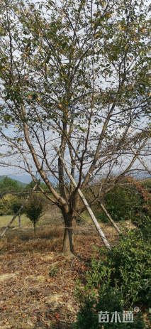 10公分染井吉野樱