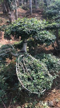 20公分造型对节白蜡