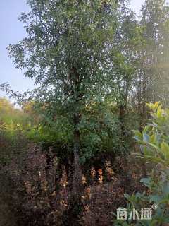 12公分椤木石楠