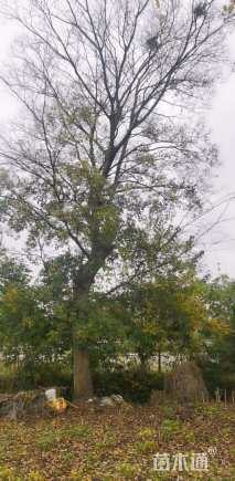 44公分朴树