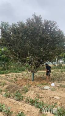 20公分红叶碧桃