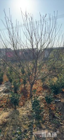 10公分红叶碧桃