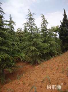 高度400厘米雪松