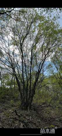 14.19公分五角枫