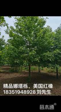 13公分美国红橡树