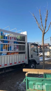 高度80厘米花叶芦竹