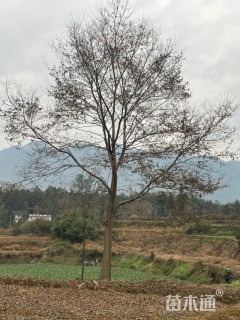 30公分朴树
