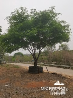 35公分朴树