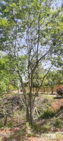 10公分(3杆)丛生朴树