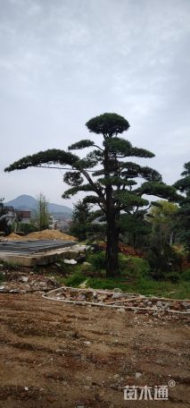 32公分造型日本罗汉松